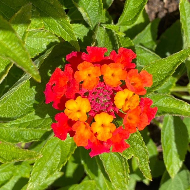 plant image 1326506 plant image 1326506
