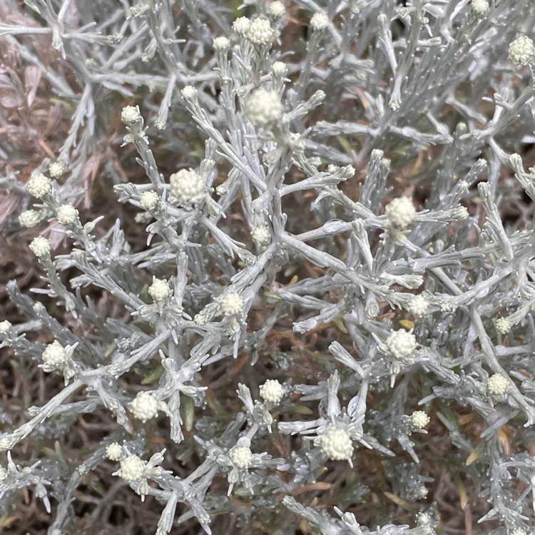 Plant image Calocephalus