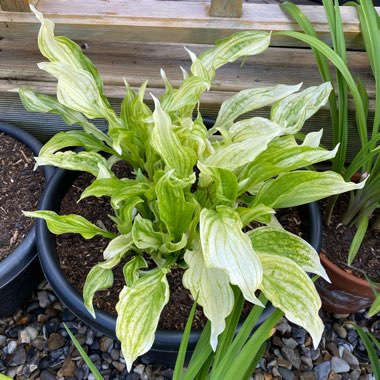Hosta 'White Feather'