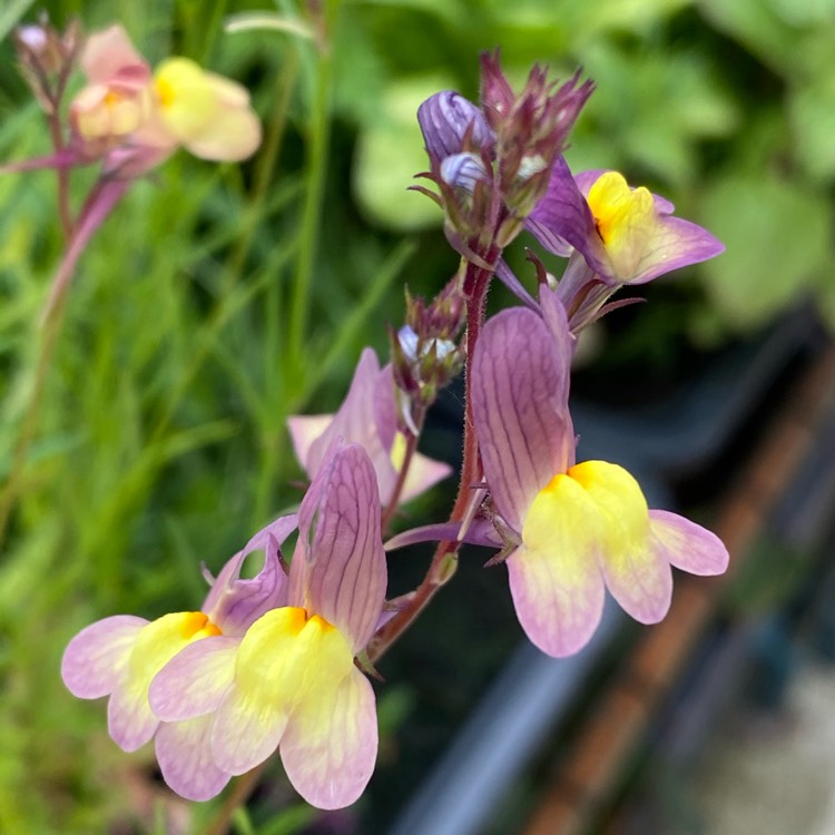 plant image 1330139 plant image 1330139