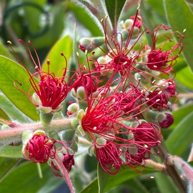 Callistemon