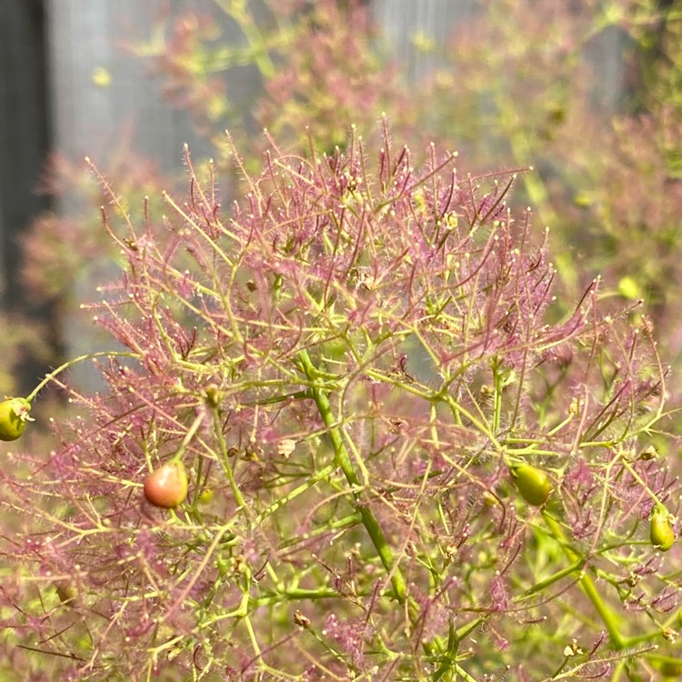 plant image 1332034 plant image 1332034