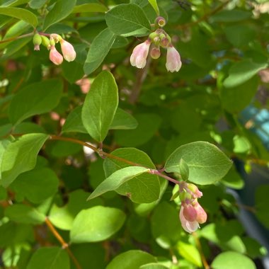 Symphoricarpos albus