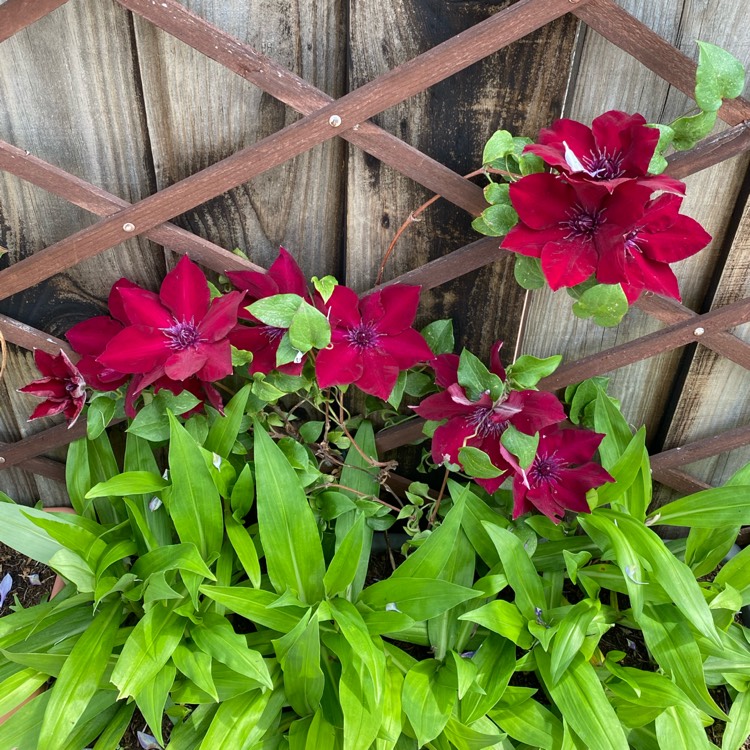 Plant image Clematis 'Picardy'™ evipo024