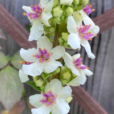 Verbascum Milk Shake