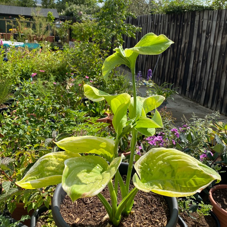 Plant image Hosta 'Lakeside Cha Cha'