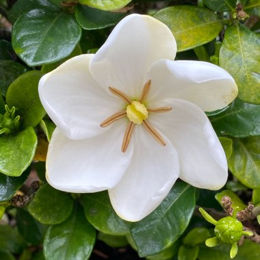 Gardenia jasminoides 'Kleim's Hardy'