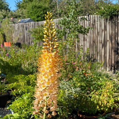 Eremurus x isabellinus 'Cleopatra'