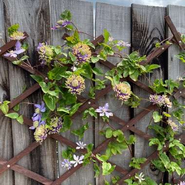 Clematis florida 'Taiga'