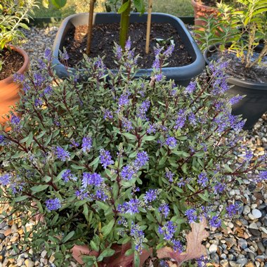 Hebe 'Caledonia'