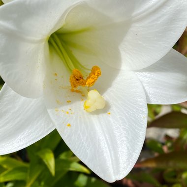 Lilium (Oriental)