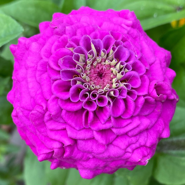 plant image 1370674 plant image 1370674