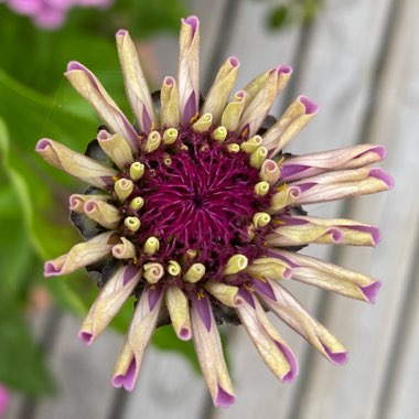 Zinnia elegans 'Early Wonder Mix'