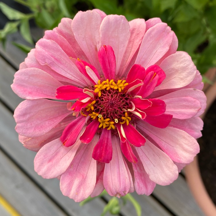 plant image 1378639 plant image 1378639