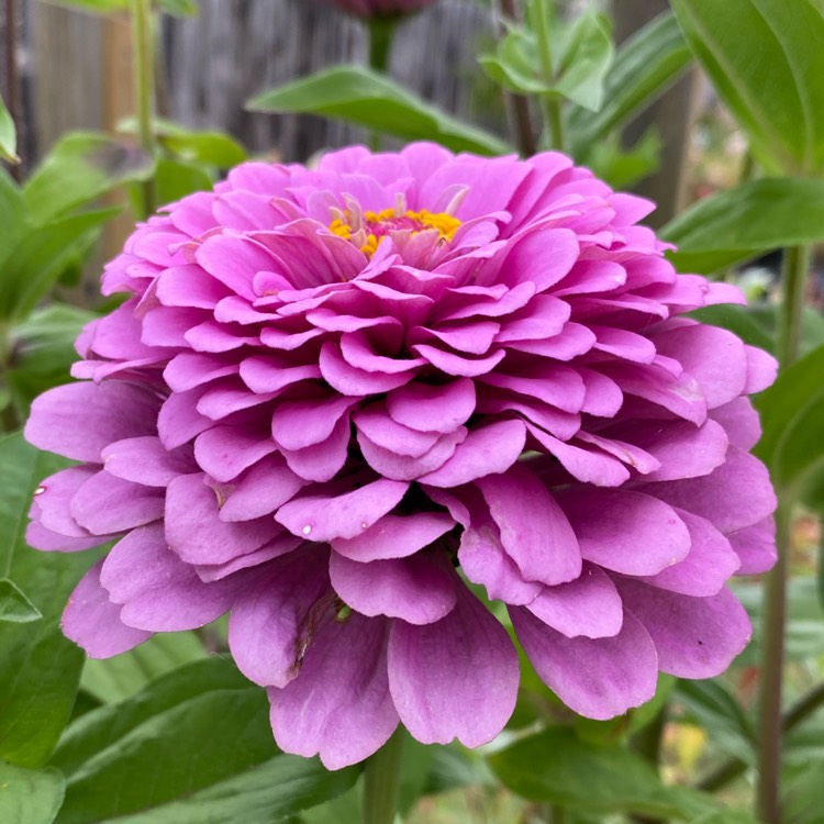 Plant image Zinnia elegans 'Purple Prince'