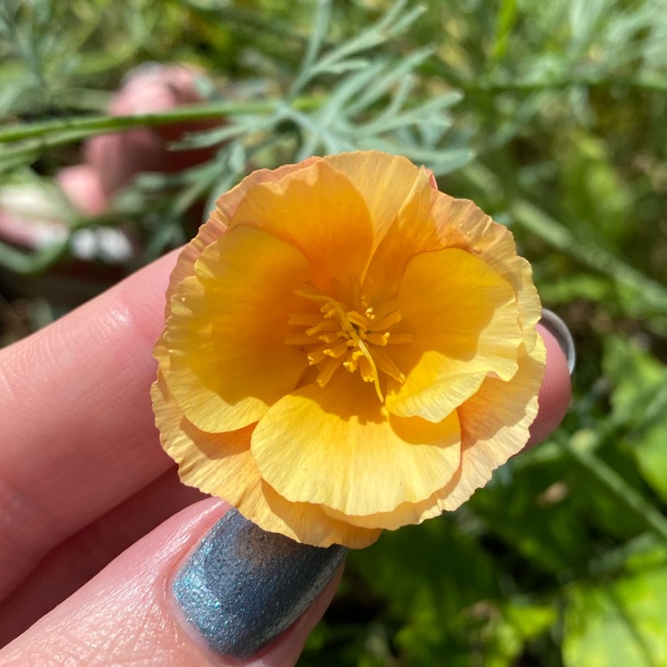 plant image 1380245