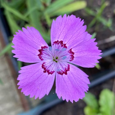Dianthus plumarius
