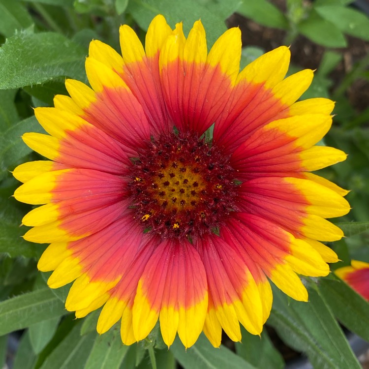 plant image 1383750 plant image 1383750