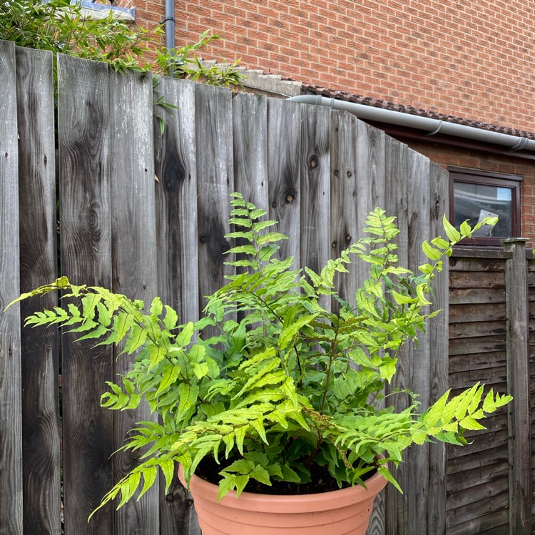 plant image 1387523 plant image 1387523