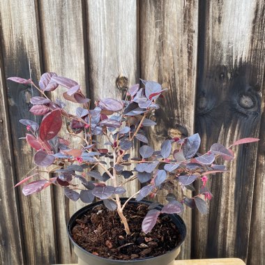 Loropetalum chinense 'Black Pearl'