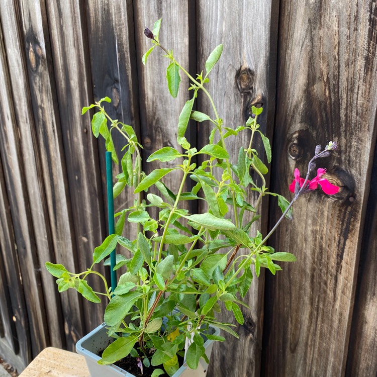 plant image 1388925