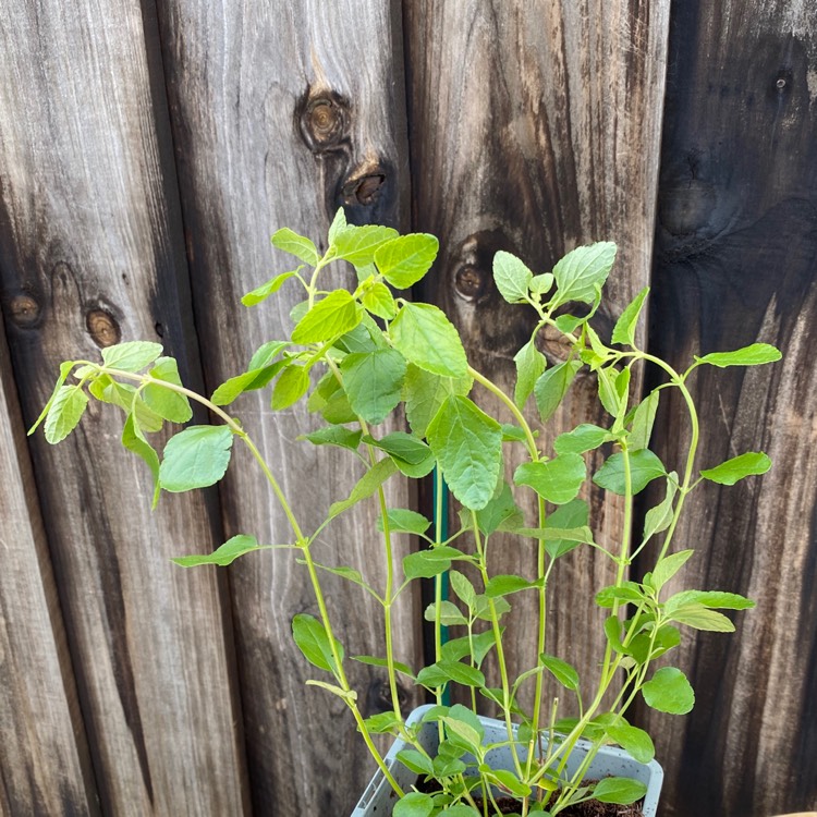 plant image 1388928