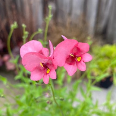 Diascia