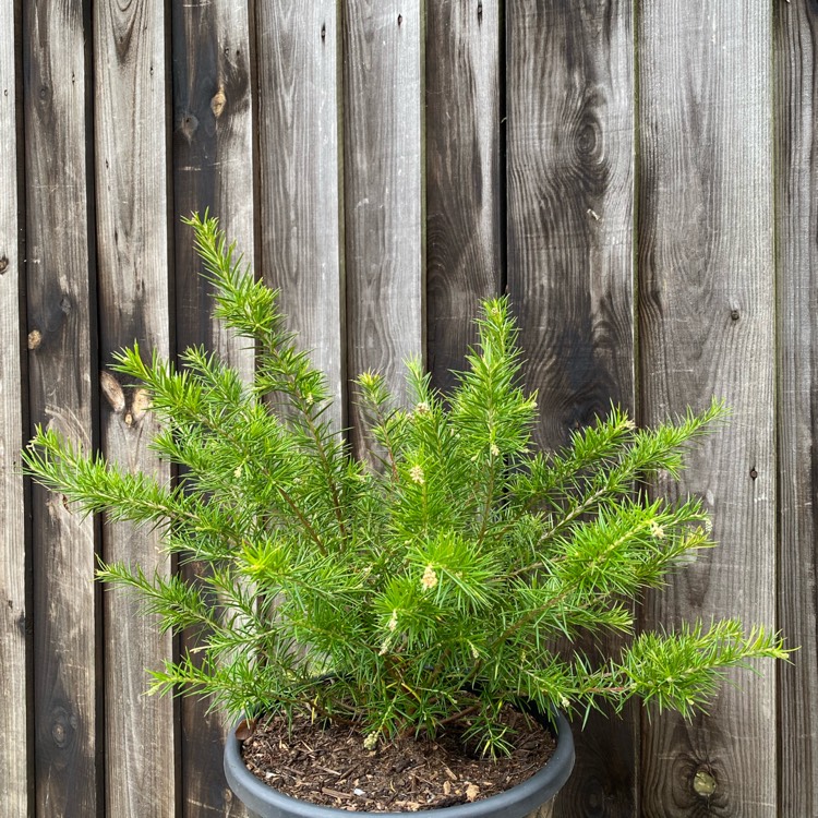 plant image 1391262 plant image 1391262