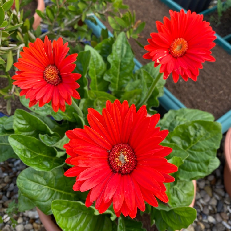 plant image 1391264 plant image 1391264