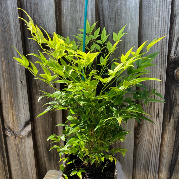 plant image 1392778