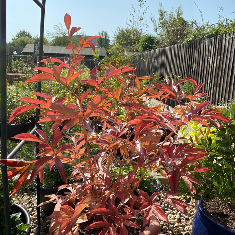 plant image 1393880
