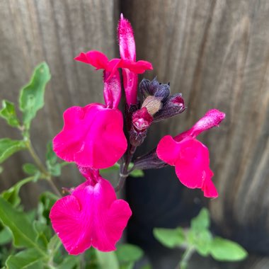 Salvia