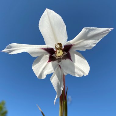 Gladiolus murielae syn. Acidanthera bicolor, Acidanthera bicolor 'Murielae', Acidanthera murielae, Gladiolus bicolor 'Murielae', Gladiolus callianthus, Gladiolus callianthus 'Murielae', Gladiolus 'Murieliae'