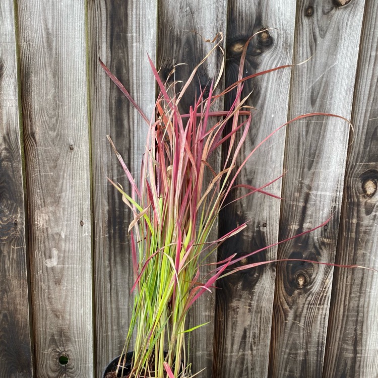 plant image 1395531