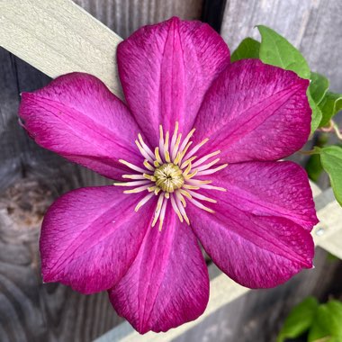 Clematis 'Ville De Lyon'