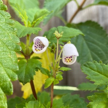 Jovellana Punctata