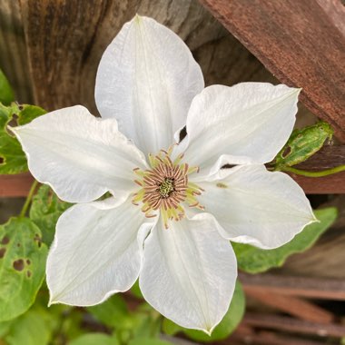 Clematis Destiny