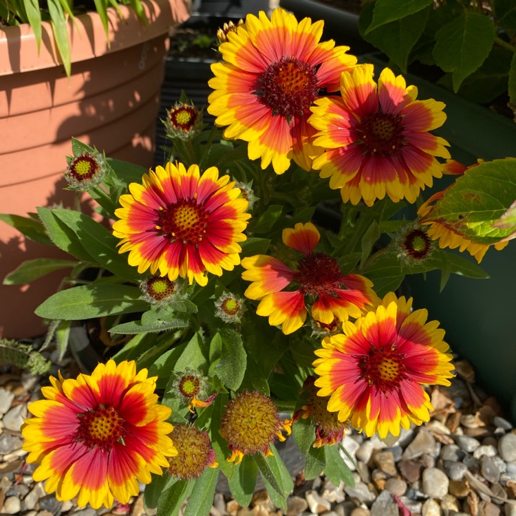 Plant image Gaillardia x grandiflora 'Arizona Sun' syn. Gaillardia 'Arizona Sun'