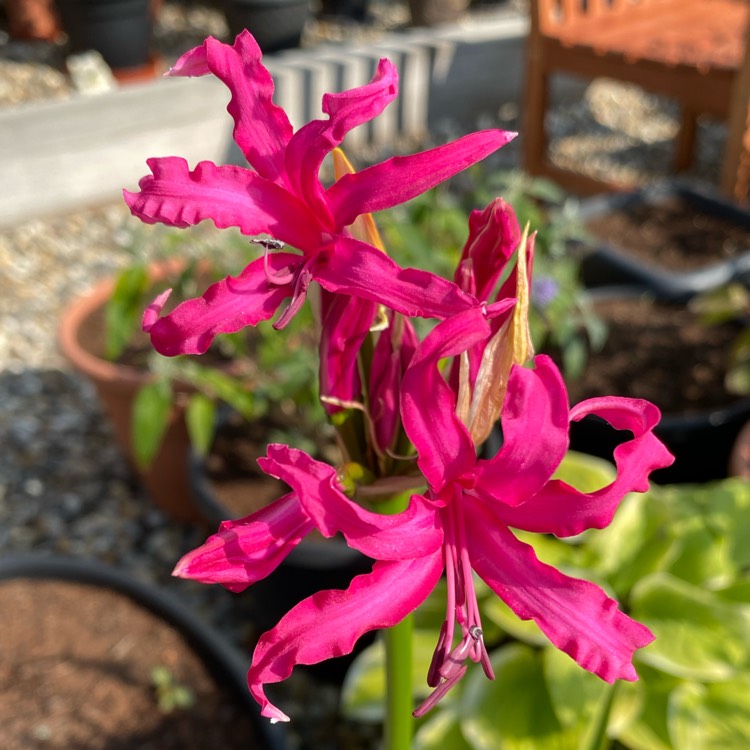 plant image 1397981 plant image 1397981