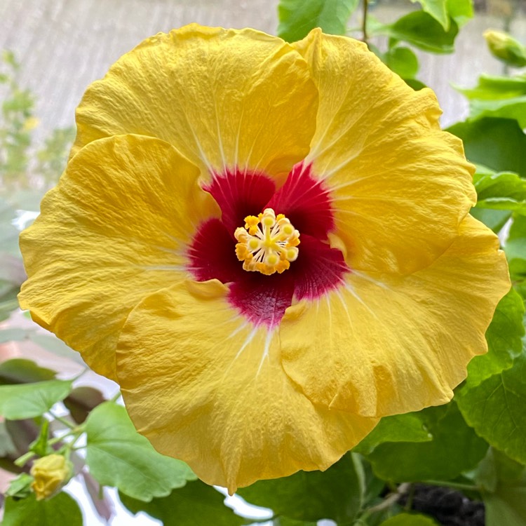 plant image 1398530 plant image 1398530