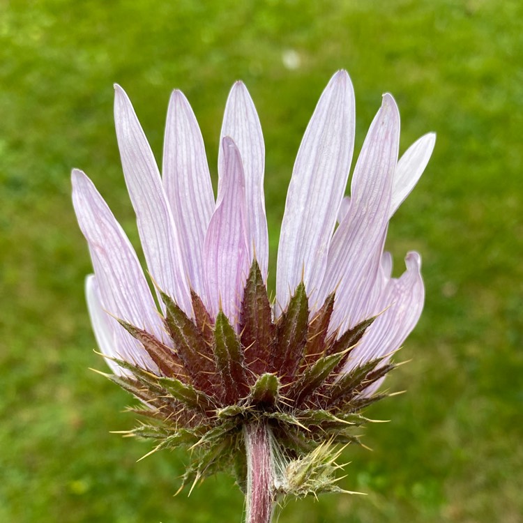 plant image 1399624 plant image 1399624