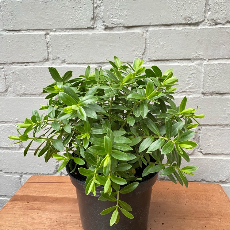 Plant image Hebe
