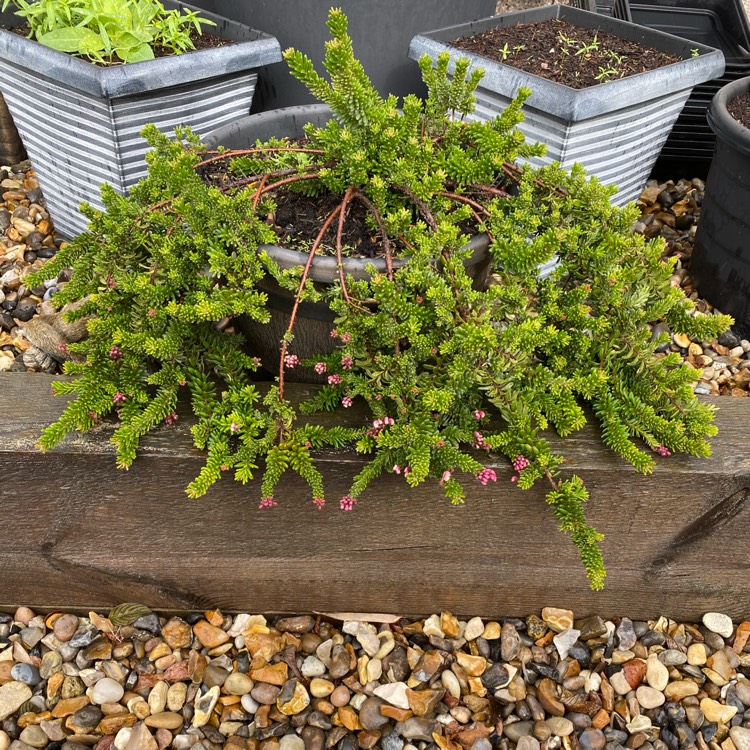 plant image 1402332 plant image 1402332