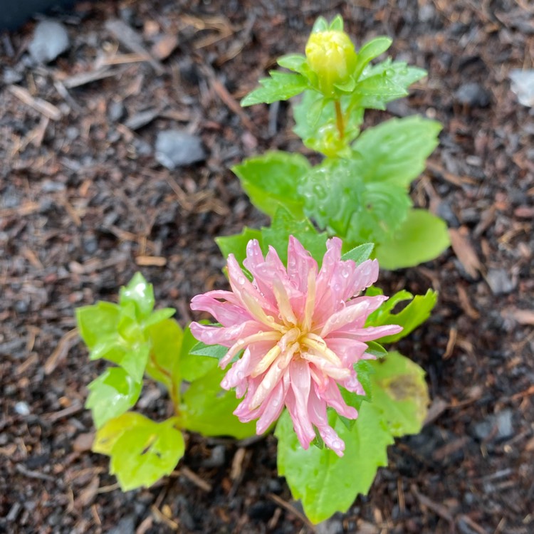 Plant image Callistephus Chinensis