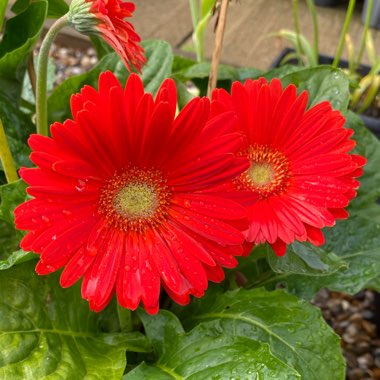 Gerbera Garvinea 'Sweet Love'