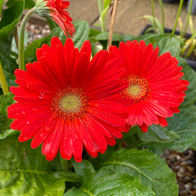 Plant image Gerbera Garvinea 'Sweet Love'