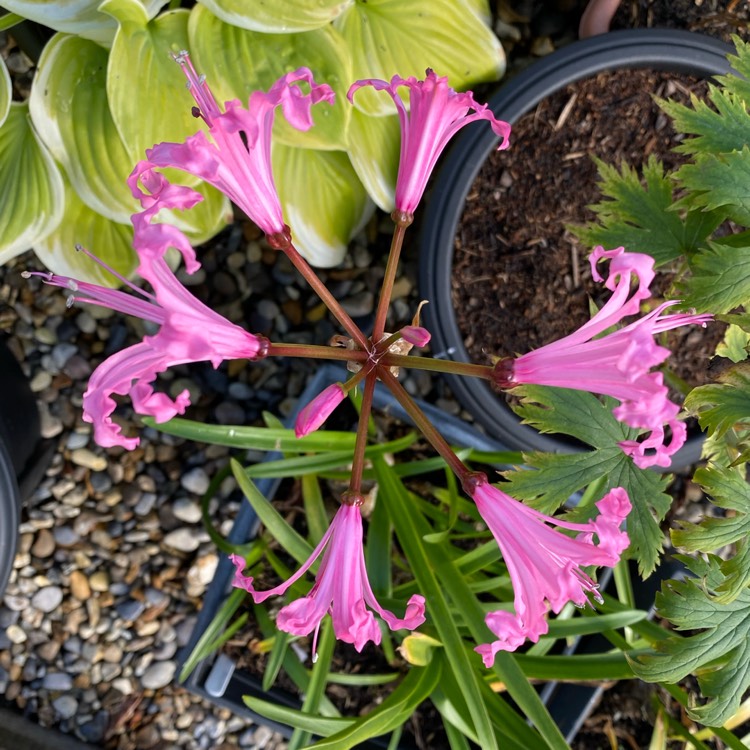 plant image 1404126 plant image 1404126