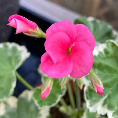 Pelargonium