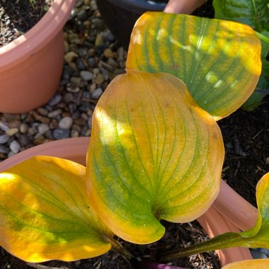 Hosta