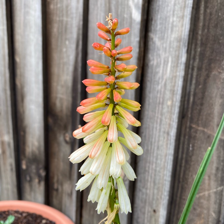 Plant image Kniphofia 'Orange Vanilla Popsicle' (Popsicle Series)